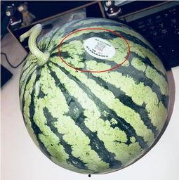 网红椅子吃瓜,椅子界的“瓜王”诞生！