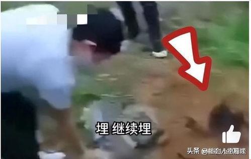 逃生最新爆料视频大全集,惊险瞬间，生死时速！